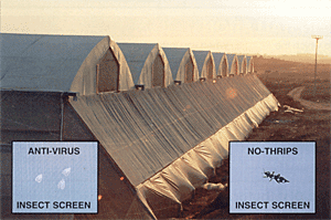 Insect Screen Example