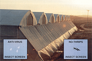 insect screen